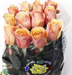 ROSE GOLDEN MUSTARD 40